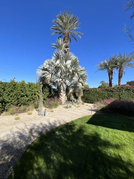 Silver Bismarck palm above a gravel path and lawn
