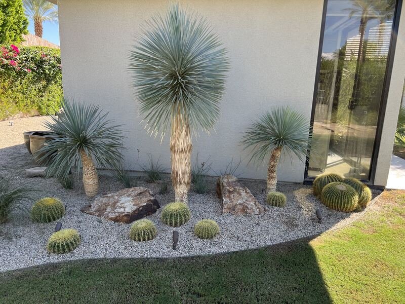 Blue yucca and barrel cactus with boulders in a gravel bed against a white wall