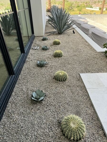 Golden barrel cactus and agaves spaced in decomposed granite along a glass wall